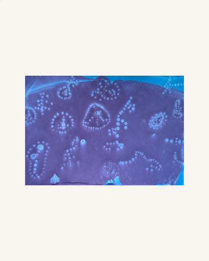 Unterwasser Lebewesen | underwater life 0