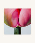 Tulpe Positiv-Negativ No. 3, Diptychon 3