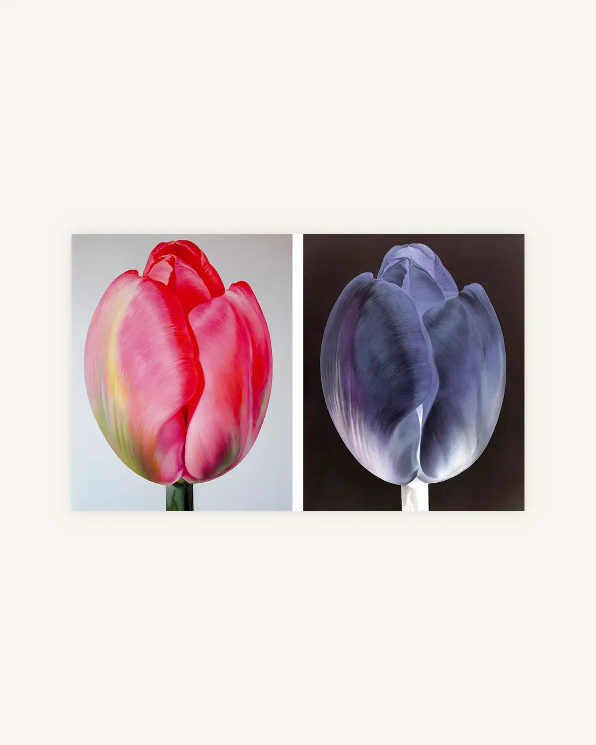 Tulpe Positiv-Negativ No. 3, Diptychon 0