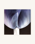 Tulpe Positiv-Negativ No. 3, Diptychon 4