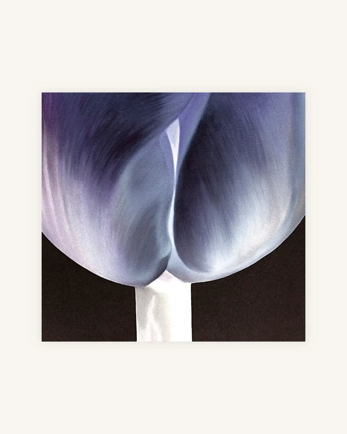 Tulpe Positiv-Negativ No. 3, Diptychon 4
