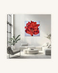 Rote Amaryllis 1