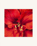 Rote Amaryllis 3