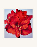 Rote Amaryllis 0