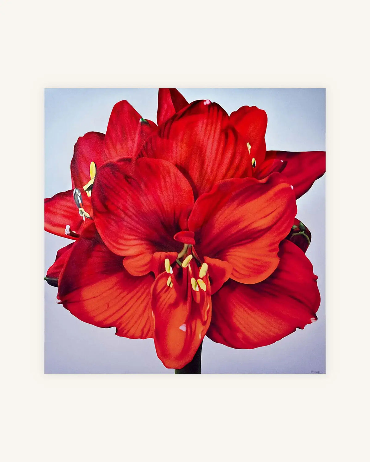 Rote Amaryllis 0