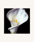Kleine Calla Diptychon 2