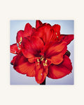 Rote Amaryllis 0