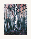 Birkenwald 0