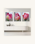 Tulpen Triptychon im Nielsen Alurahmen Silber 1