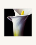 Kleine Calla Diptychon 5
