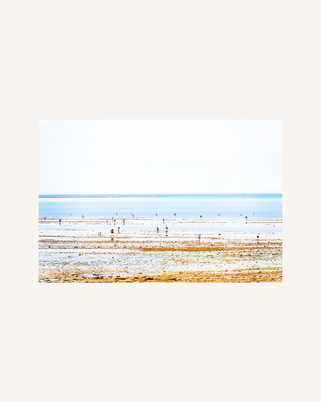 Crab Searcher, Ile de Ré, France