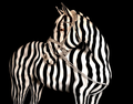 Pferd 0