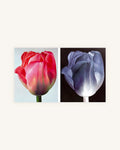 Tulpe Positiv-Negativ No. 2, Diptychon 0
