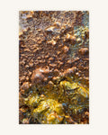 Golden Nugget 3