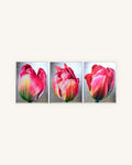 Tulpen Triptychon im Nielsen Alurahmen Silber 0