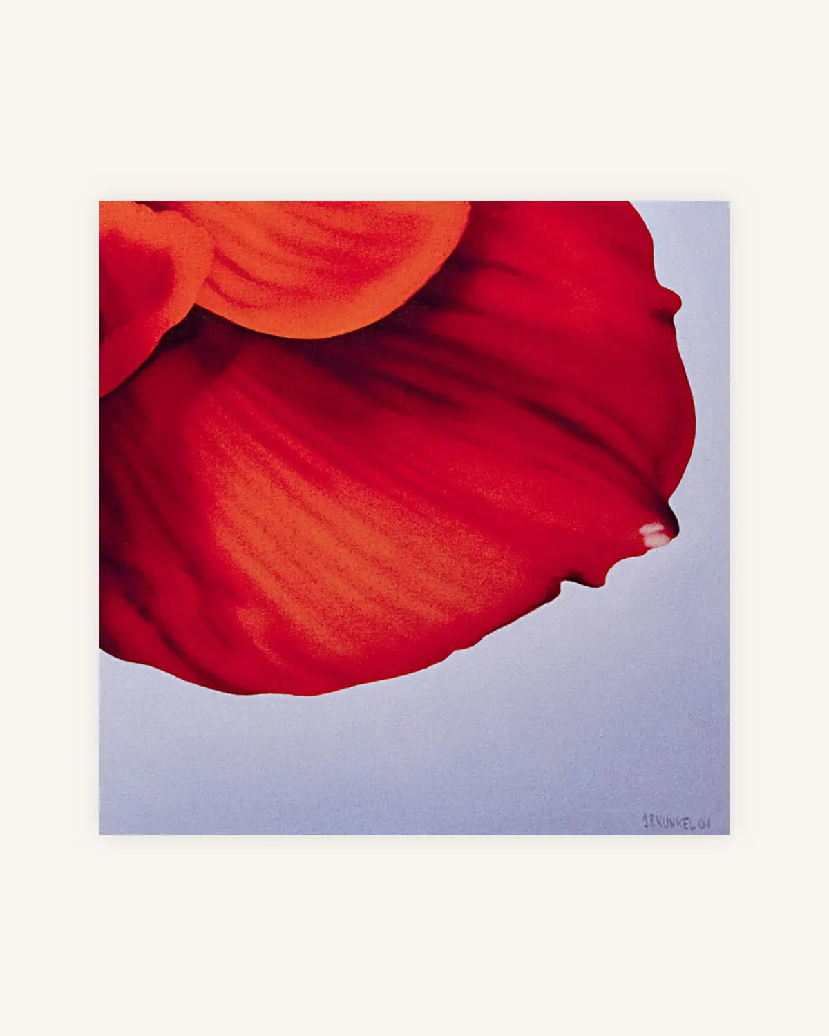 Rote Amaryllis 2