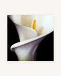 Kleine Calla Diptychon 4