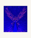 The Peacock from the Ashes 1