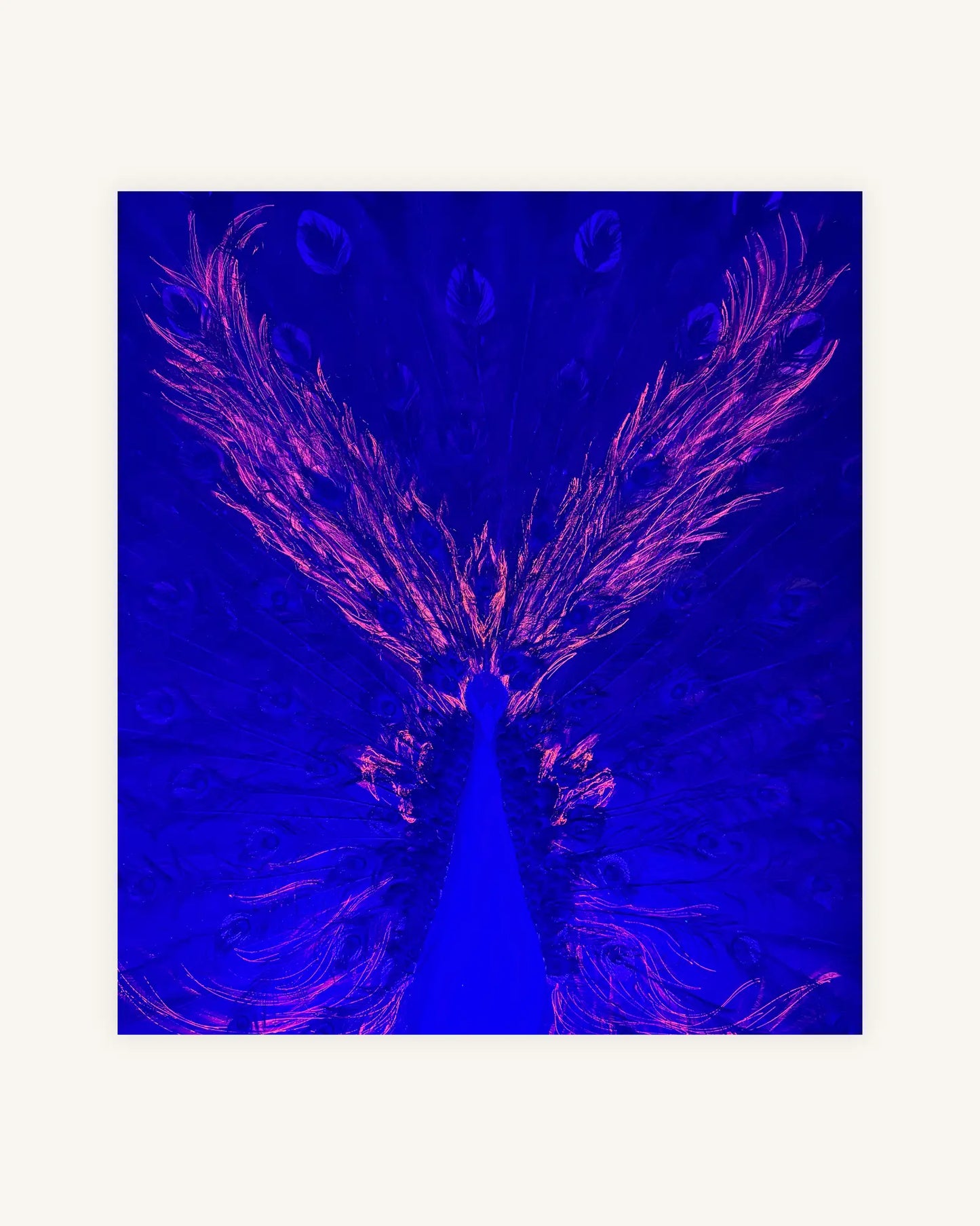 The Peacock from the Ashes 1