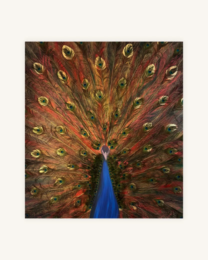The Peacock from the Ashes 0