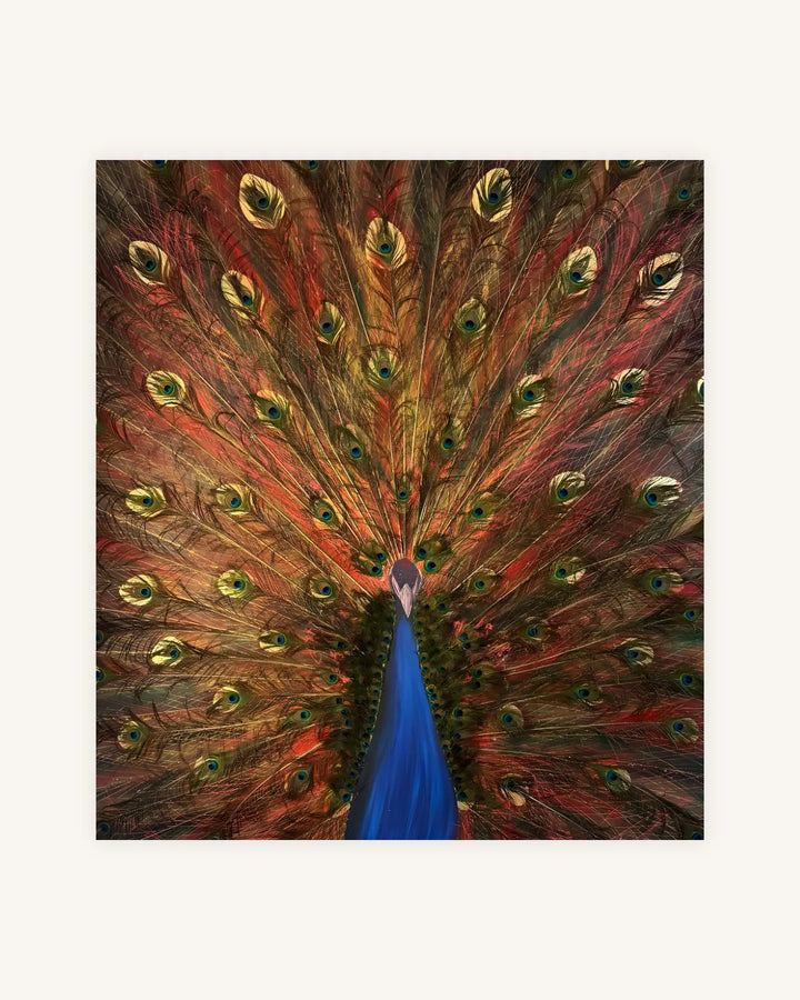 The Peacock from the Ashes 0