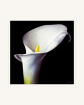 Kleine Calla Diptychon 3