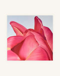 Tulpe No. 1 4